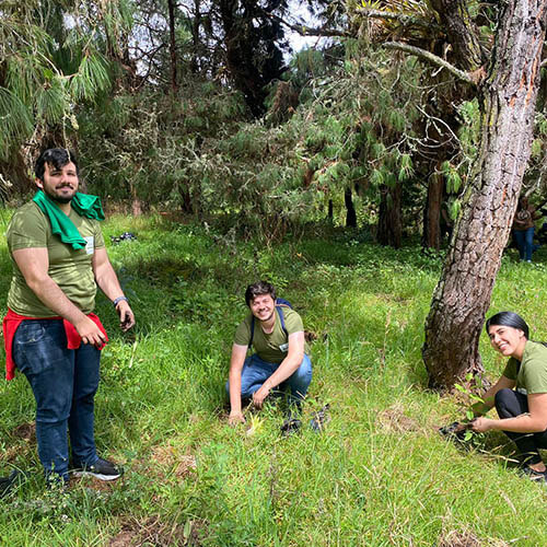 siembra-arboles-pattex-sostenibilidad