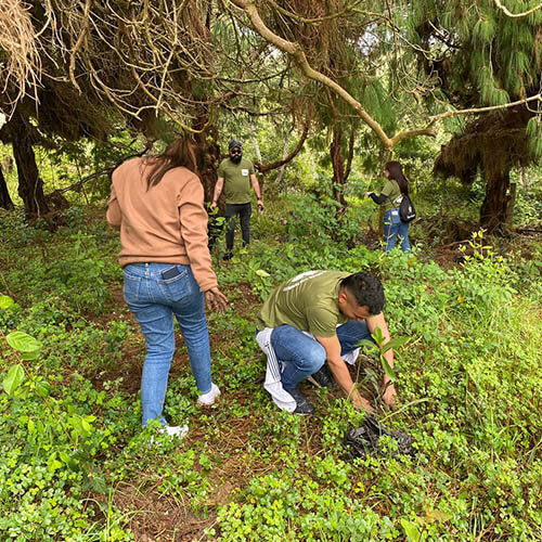 siembra-arboles-pattex-sostenibilidad