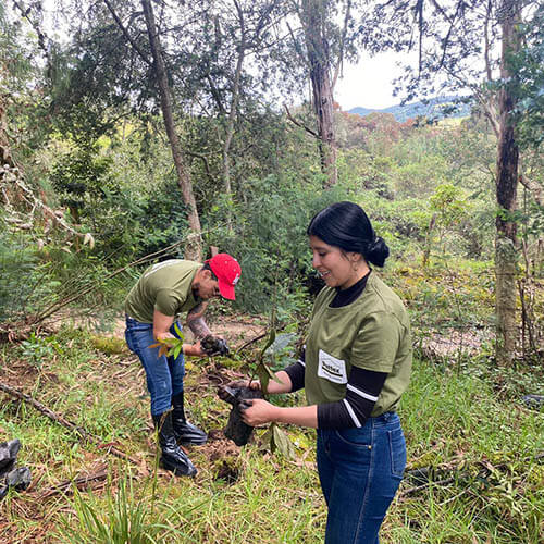 siembra-arboles-pattex-sostenibilidad