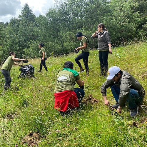 siembra-arboles-pattex-sostenibilidad